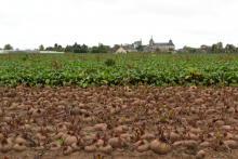 A beetroot field before and after the leaves were plucked
