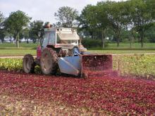 The beetroot leaves are plucked prior to harvest