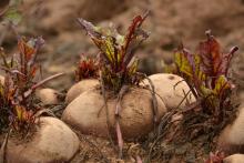 Beetroots in the soil prior to harvest