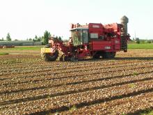 Harvesting the beets using a combine