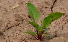 Young beetroot plantlet