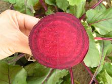 The beets must be round, without their tops and a bright red colour